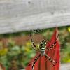 Argiope bruennichi2